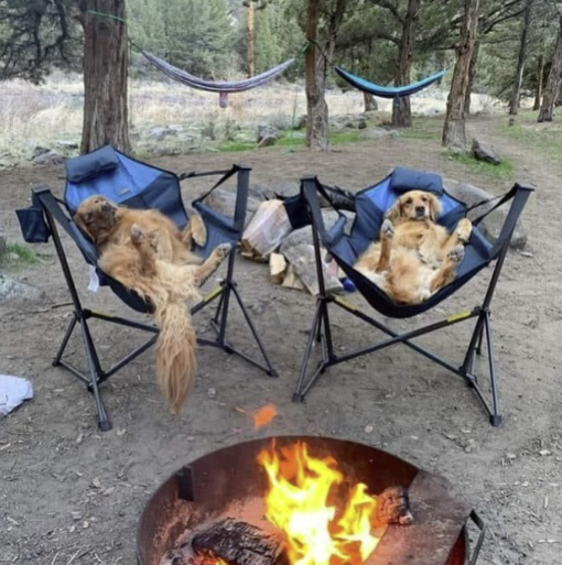 Cute dogs around a fire pit at the cabin